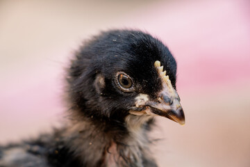 portrait of cute black and gray chicken, farm animal