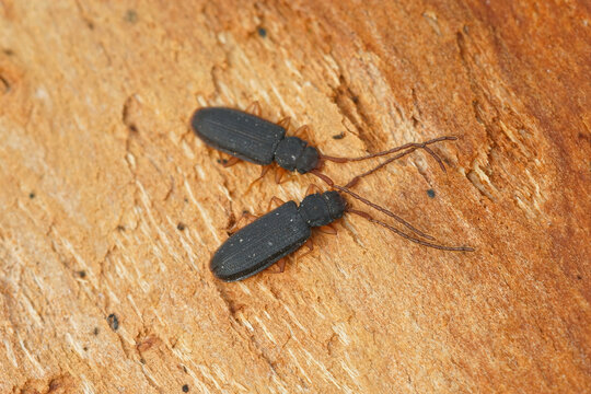 Closeup on two silvanid flat bark beetles, Uleiota planata, hidi