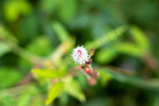 Pink Flower Of Mimosa Pudica Or Touch Me Not. Other Names Include Shameplant, Sensitive Plant.