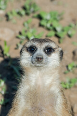 Fototapeta premium Meerkat (Suricata suricatta)