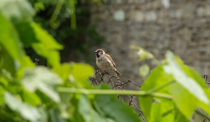 cute fluffy sparrow sitting on a green branch