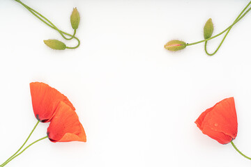 Poppy flowers isolated on white background.