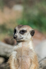Meerkat (Suricata suricatta)