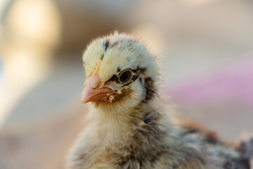 chick portrait, yellow chicken with black stripes and with eyeliner, farming