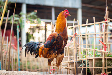 Rooster. Actions of Thai fighting roosters on natural background. beautiful rooster on nature...
