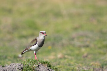 ANDEAN LAPWING (Vanellus resplendens) Beautiful specimen of a beautiful bird from the Andean heights perched alert on a stone in a farm field. Chupaca - Junin