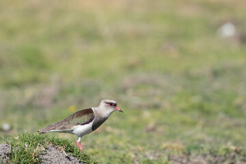 ANDEAN LAPWING (Vanellus resplendens) Beautiful specimen of a beautiful bird from the Andean heights perched alert on a stone in a farm field. Chupaca - Junin