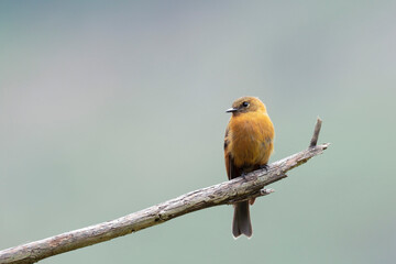 CINNAMON FLYCATCHER (Pyrrhomyias cinnamomeus) beautiful specimen perched alone on some branches in the cloud forest. Uchubamba - Peru