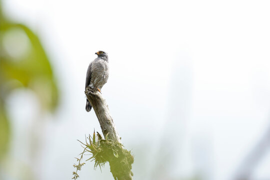 ROADSIDE HAWK (Rupornis magnirostris) imposing specimen of busardo perched on the log watching its prey. Huancayo - Peru