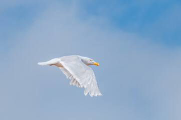 Glaucous Gull (Larus hyperboreus) in Barents Sea coastal area, Russia
