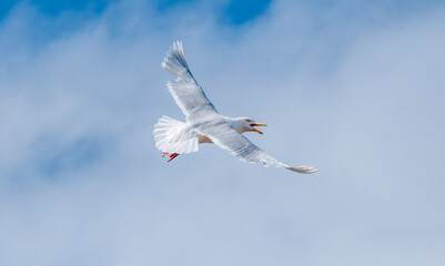 Glaucous Gull (Larus hyperboreus) in Barents Sea coastal area, Russia