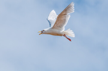 Glaucous Gull (Larus hyperboreus) in Barents Sea coastal area, Russia