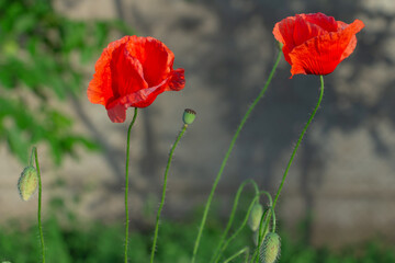 Fototapeta na wymiar graceful red fragile poppies in the meadow, summer atmosphere on a poppy field