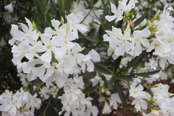 Flores Blancas de Verano (Chile)