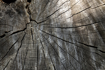 Texture of tree stump vintage background. Tree rings old weathered wood texture with the cross section of a cut log.