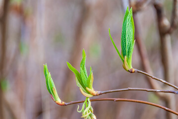 Early Spring Nature Background.