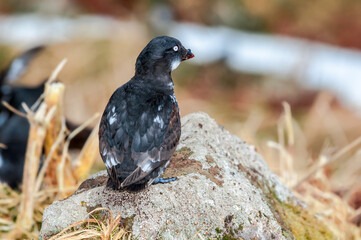 Least Auklet (Aethia pusilla) at colony in St. George Island, Pribilof Islands, Alaska, USA