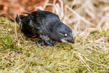 Least Auklet (Aethia pusilla) at colony in St. George Island, Pribilof Islands, Alaska, USA