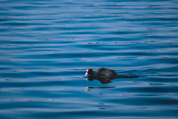 duck in the water