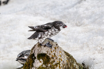 Least Auklet (Aethia pusilla) at colony in St. George Island, Pribilof Islands, Alaska, USA