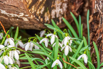 Early Spring Nature Background.