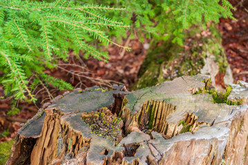 Early Spring Nature Background.