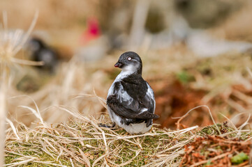 Least Auklet (Aethia pusilla) at colony in St. George Island, Pribilof Islands, Alaska, USA