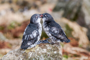 Least Auklets (Aethia pusilla) at colony in St. George Island, Pribilof Islands, Alaska, USA