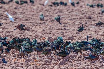 White-faced Ibises (Plegadis chihi) in Salton Sea area, Imperial Valley, California, USA