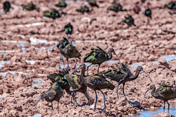 White-faced Ibises (Plegadis chihi) in Salton Sea area, Imperial Valley, California, USA