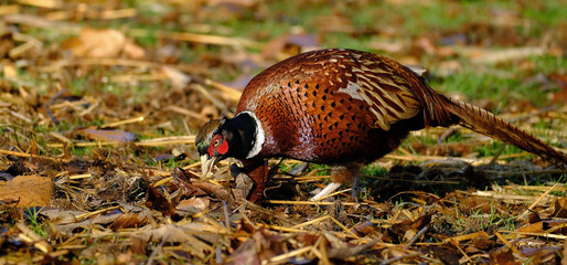 Male pheasant. Pheasants are birds of several genera within the family Phasianidae in the order Galliformes.