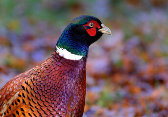 Male Pheasant. Pheasants are birds of several genera within the family Phasianidae in the order Galliformes.