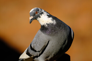 Feral pigeons, also called city doves, city pigeons, or street pigeons, are descended from the...