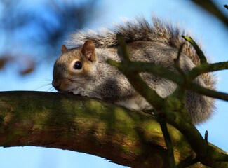 The eastern gray squirrel, also known as simply the grey squirrel, is a tree squirrel in the genus...