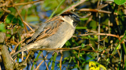 The house sparrow is a bird of the sparrow family Passeridae, found in most parts of the world. It is a small bird that has a typical length of 16 cm and a mass of 24–39.5 g.