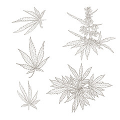 Hemp, cannabis leaves and stems. Vector sketch of a cannabis plant