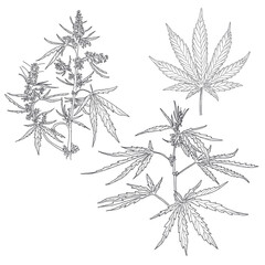 Hemp, cannabis leaves and stems. Vector sketch of a cannabis plant