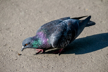 Rock Dove (Columba livia) in park, Moscow, Russia
