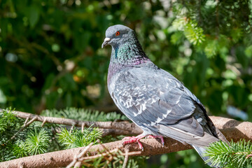 Rock Dove (Columba livia) in park, Moscow, Russia