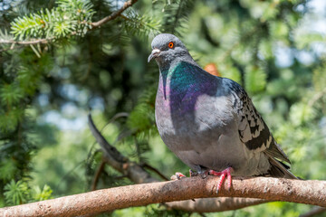 Rock Dove (Columba livia) in park, Moscow, Russia