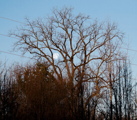 Winter Solstice Full Moon through Trees in Early Morning Light 