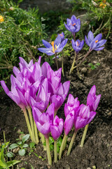 Giant Meadow Saffron (Colchicum speciosum) and Fall Crocus (Crocus speciosus) in garden