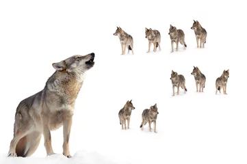 Deurstickers howling gray wolf on the background of a wolf pack © fotomaster