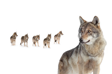 Naklejka premium old she-wolf on the background of a pack of wolves