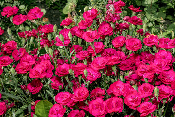 Clove Pink (Dianthus caryophyllus) in garden