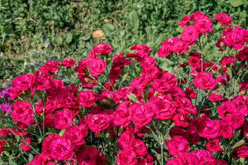Clove Pink (Dianthus caryophyllus) in garden