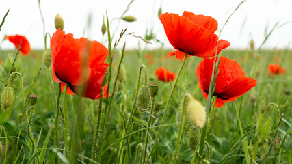 mohn blumen feld