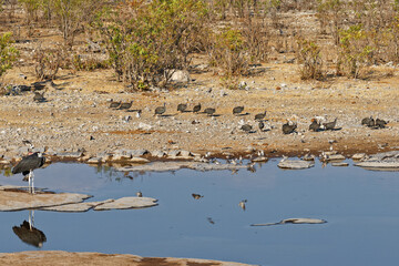 Vögel am Wasserloch Halali