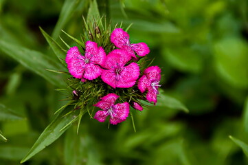 Sweet William or Dianthus barbatus flower is a flowering plant in the garden, Sofia, Bulgaria      