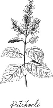 Patchouli Herb. Sketchy Hand-drawn Vector Illustration.